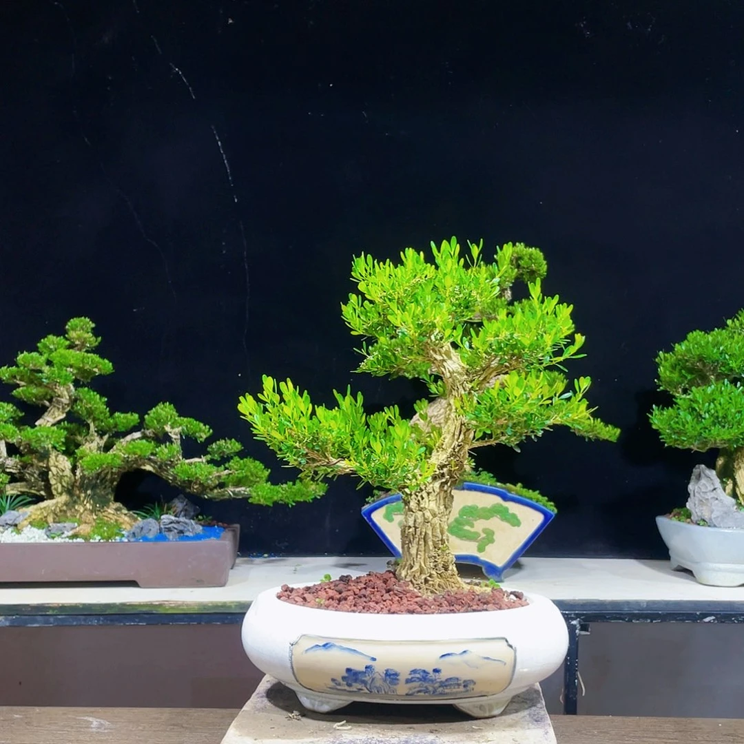 完全开放小*黄杨盆景四季常青