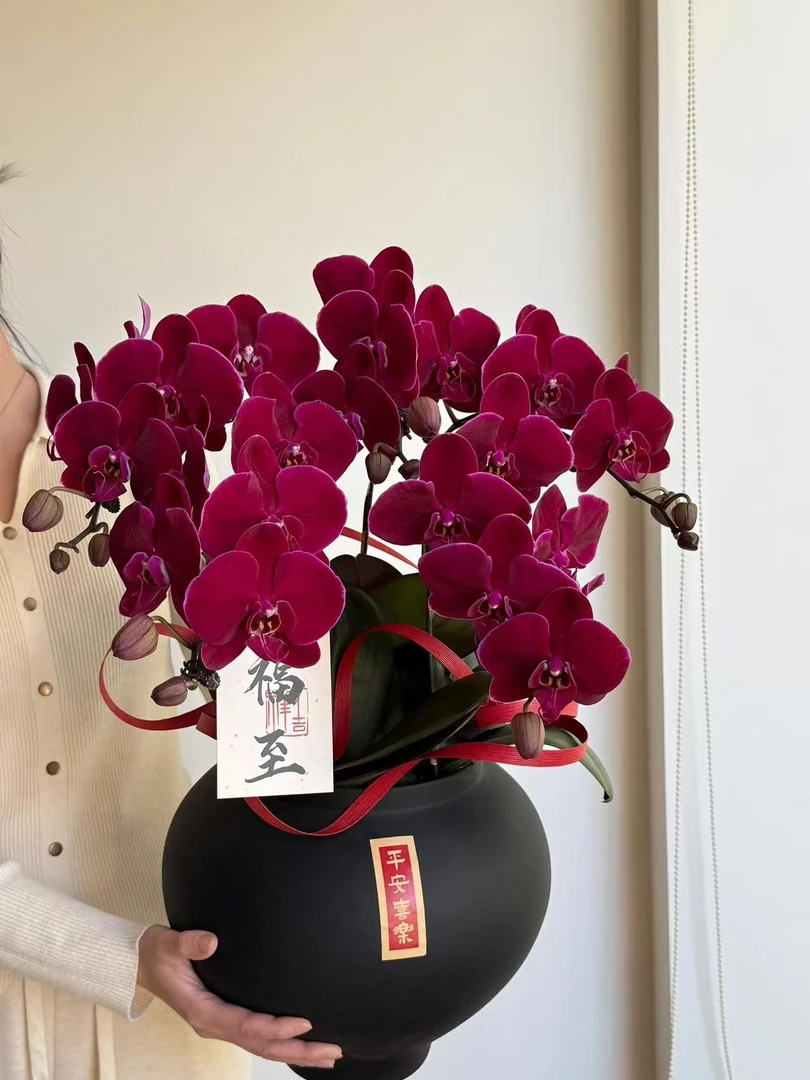 【AAA级年宵花2花剑百日红蝴蝶兰】高档百日红客厅卧室观赏绿植年宵