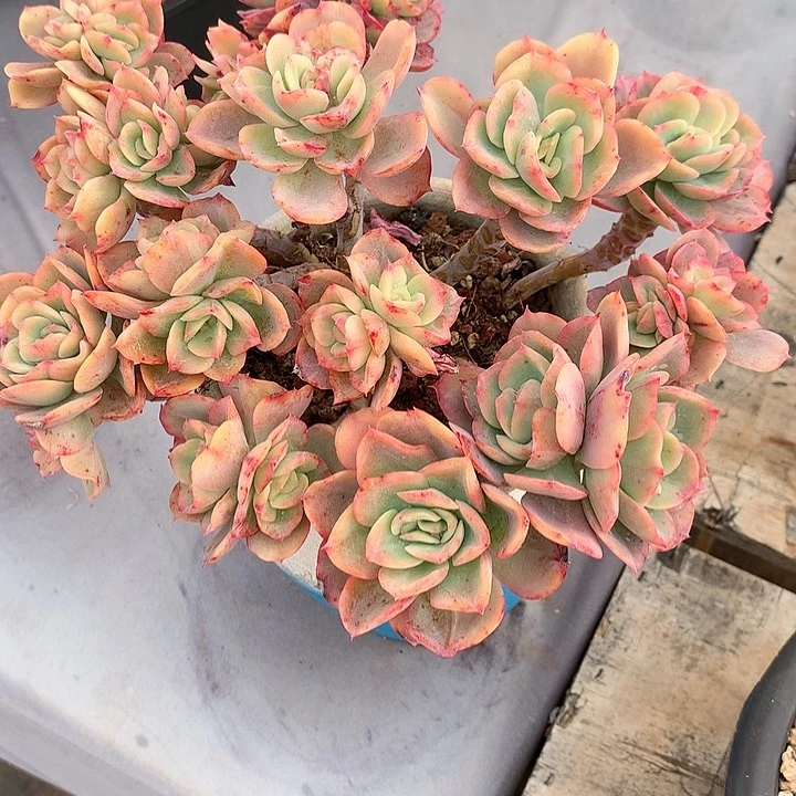 多肉植物一物一拍