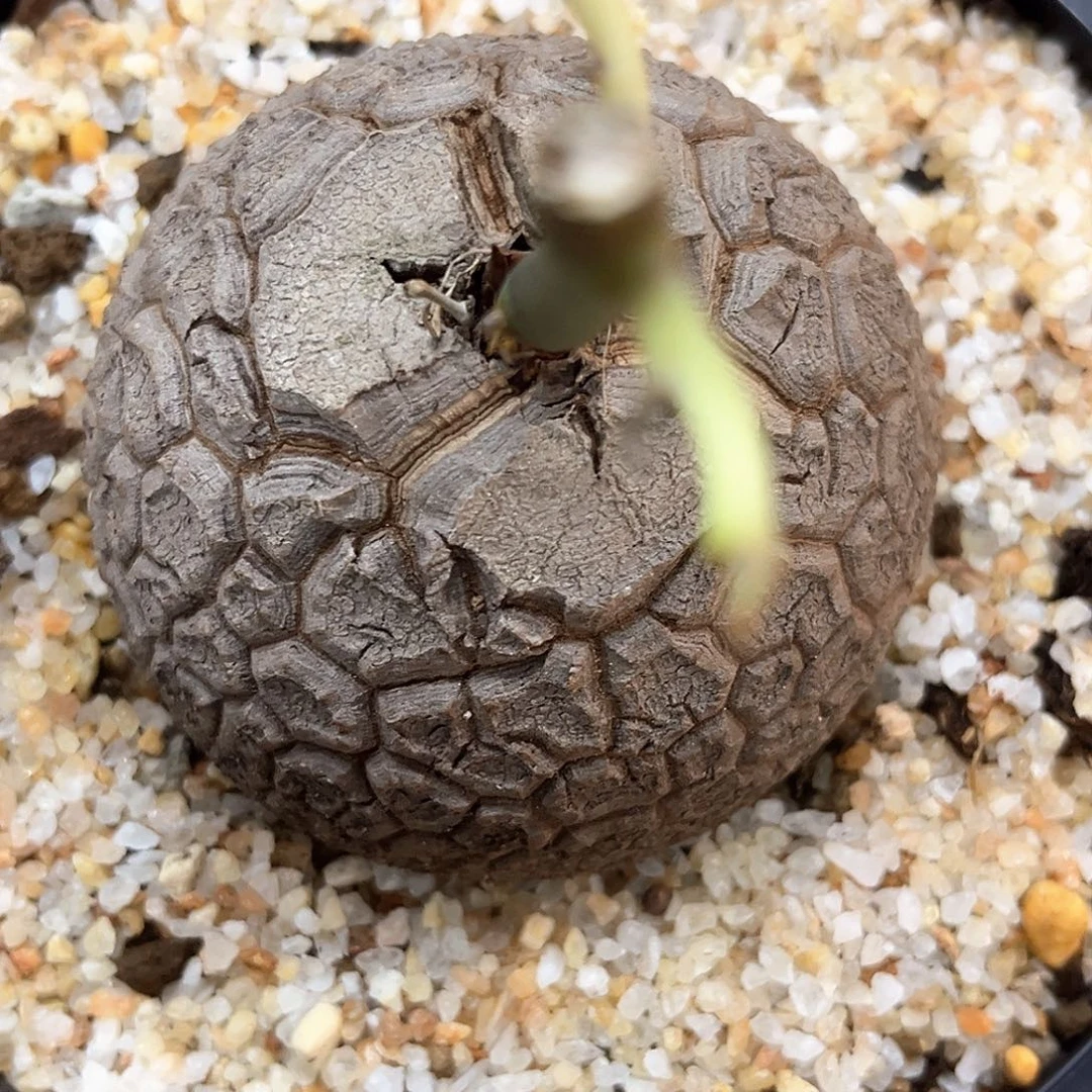 潮流植物精品南非龟，7.2公分