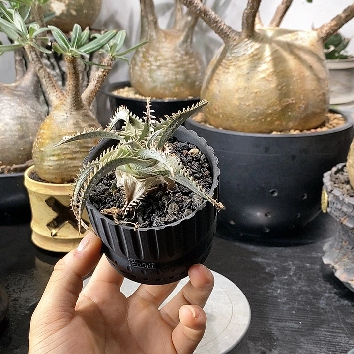 沙漠凤梨特不退不换