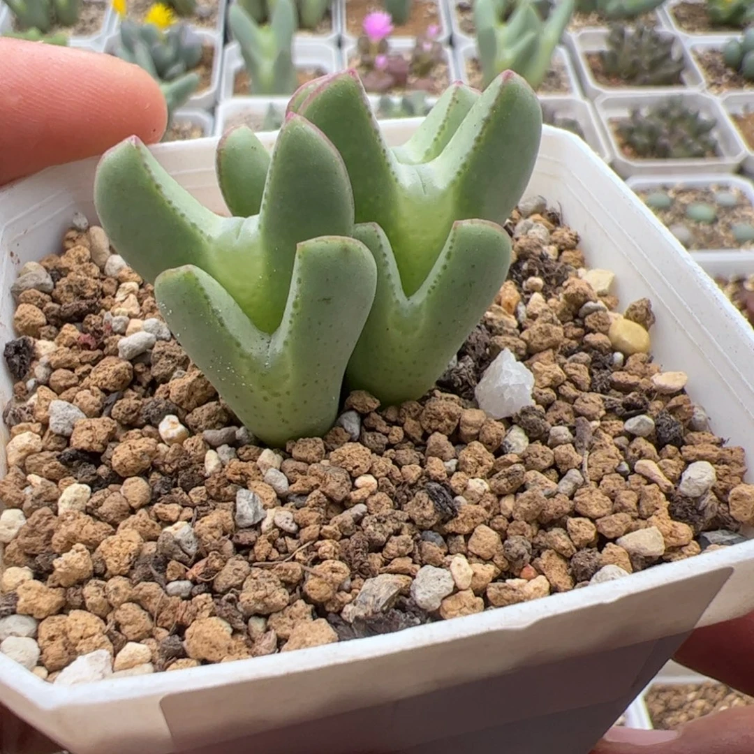Q****9.22将多肉植物组合97