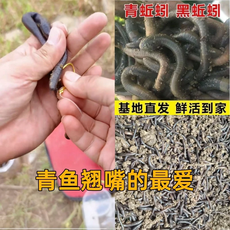 青蚯蚓活虫活饵黑蚯蚓钓鱼垂钓翘嘴青鱼黄鳝昂公罗非胡子鲶