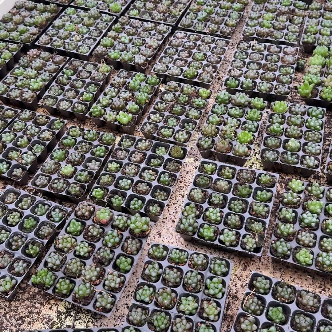 105孔玉露20颗不售后量拍