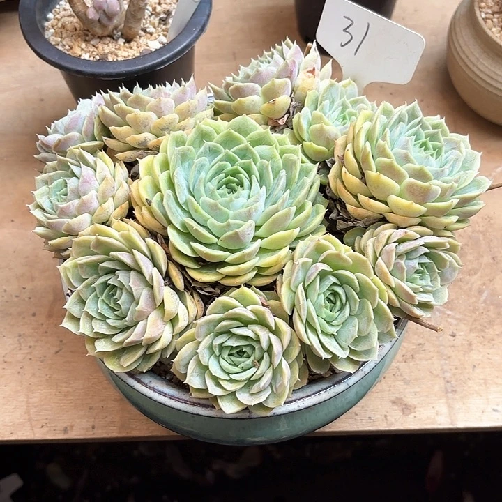 多肉植物，昂斯若31号