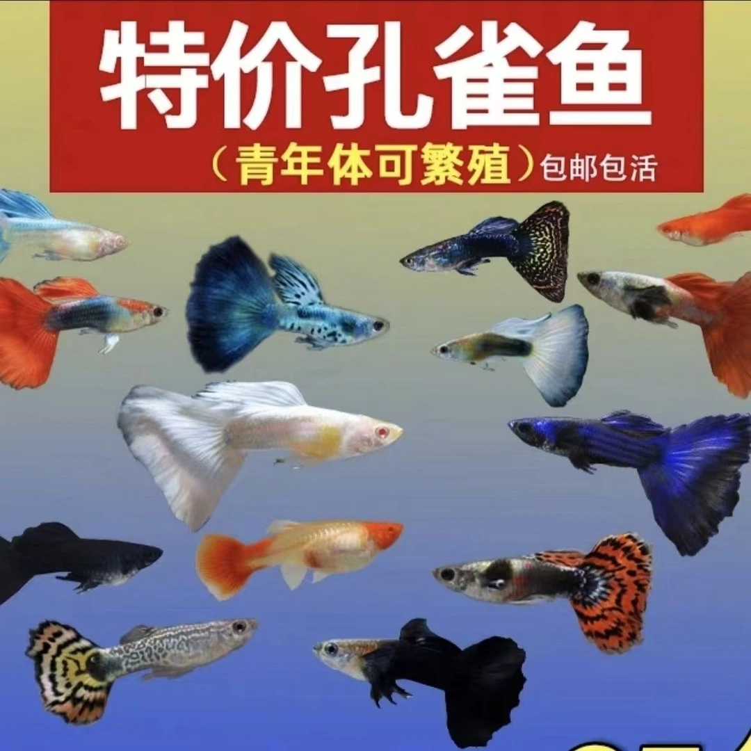 【3品种套餐】纯种孔雀鱼6条易繁殖观赏鱼孔雀鱼淡水小型淡水热带