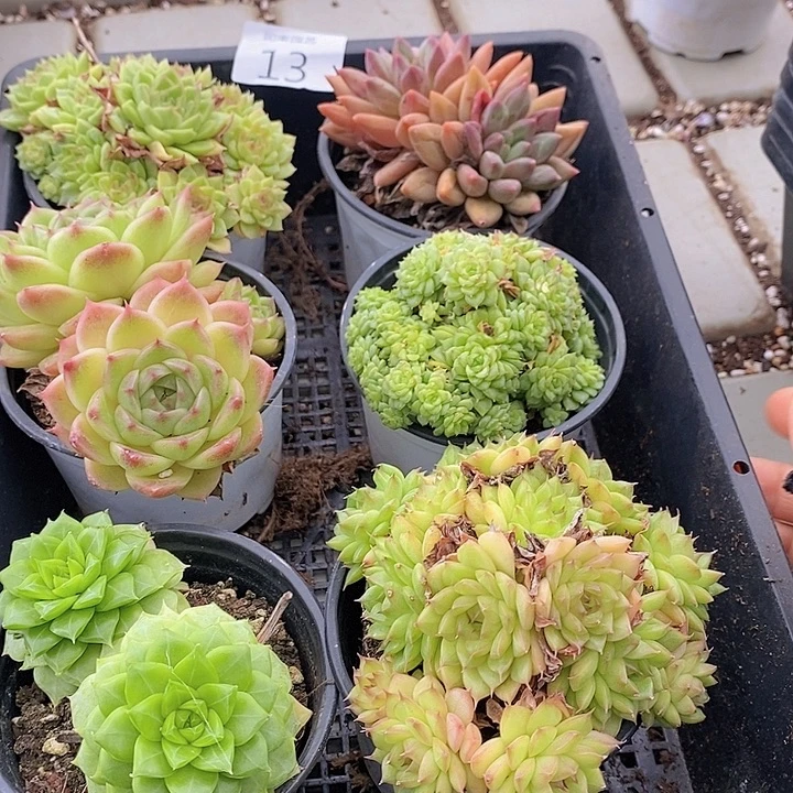 13 多肉植物盆栽植物