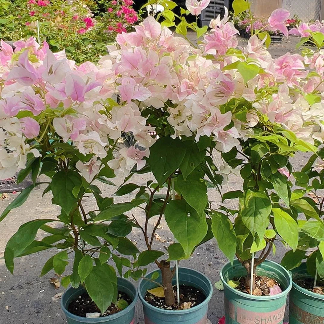 大部分花苞少量开放广红樱带竹一棵