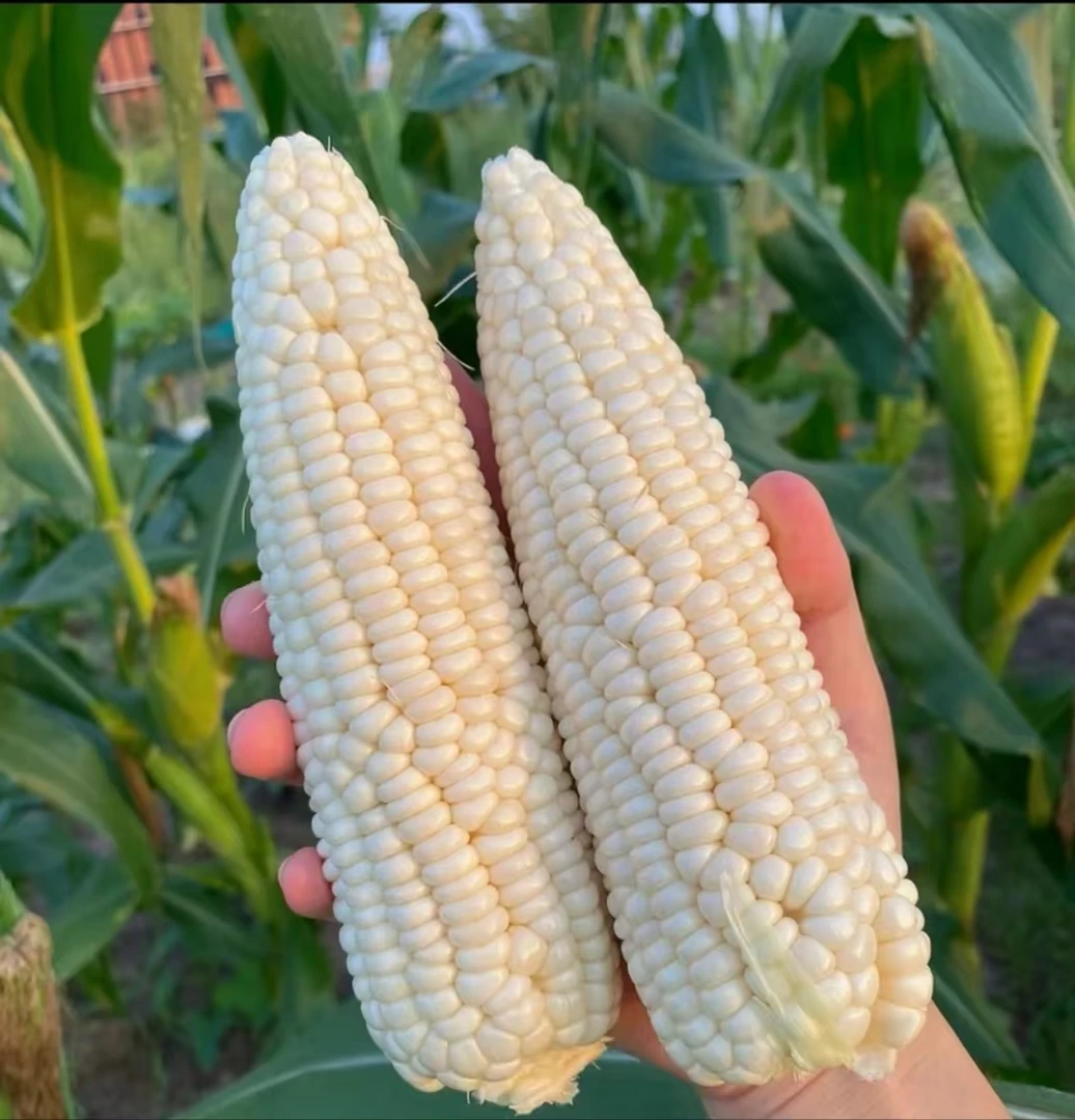 新鲜现摘白糯玉米香甜嫩口带壳应季美味