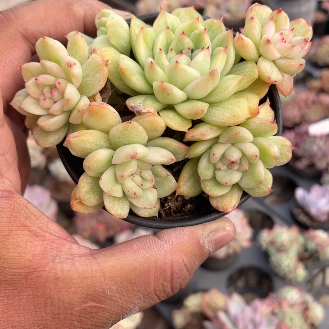 1630 冰天使锦 六月六