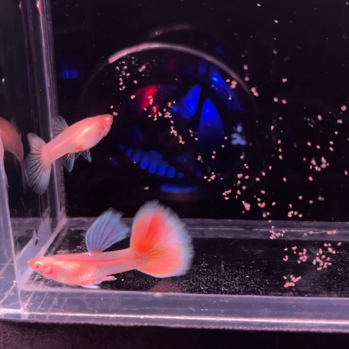 孔雀鱼半月尾琥珀1对