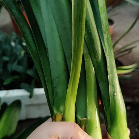 当前无花栽培后可以开花