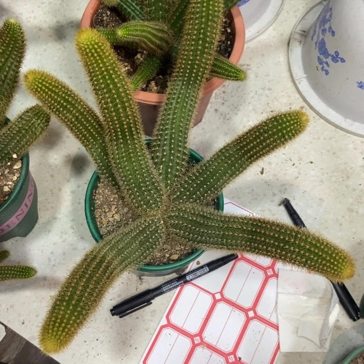 玲****风仙人球双色金妞一物一拍