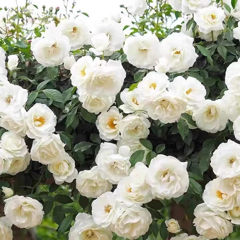 藤本白月季花苗藤冰山月季花阳台庭院多季开浓香爬藤蔷薇花卉盆栽