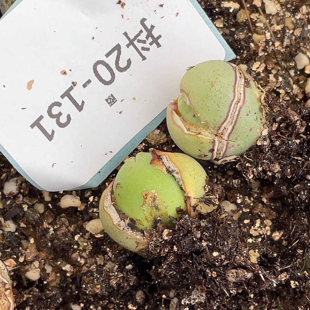 水***冻20-131肉锥多肉植物