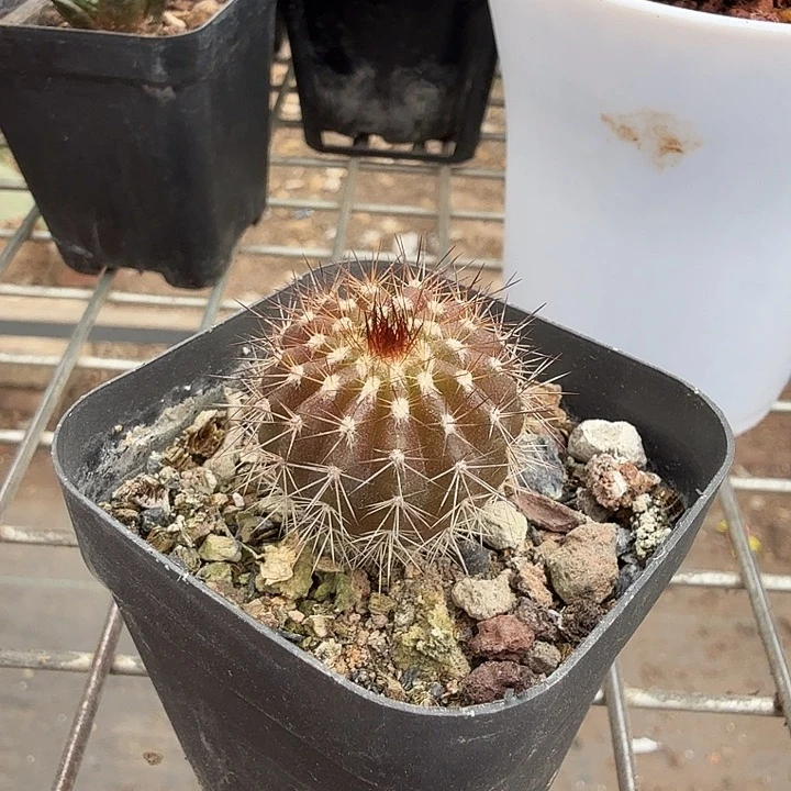 实生紫皮尤伯球2仙人球