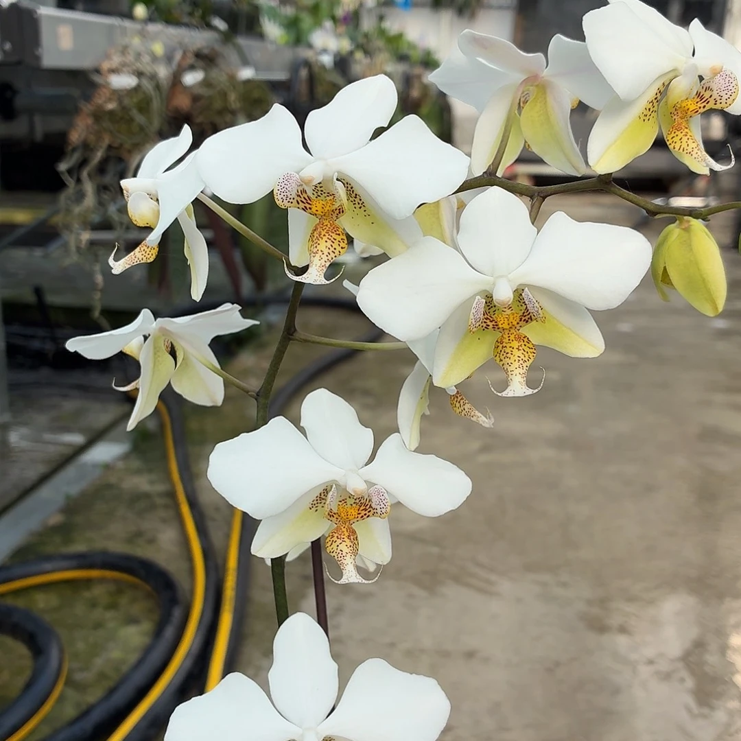 当前无花朵，栽培后可花朵A1793yss1189