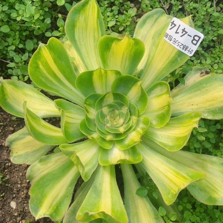 414暴君多肉12345678