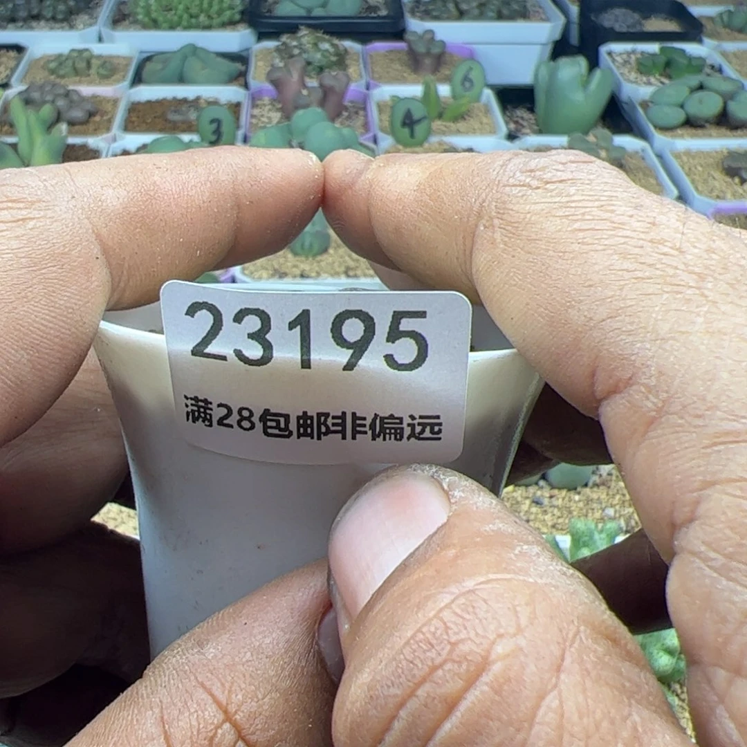 麦大家过年好23195