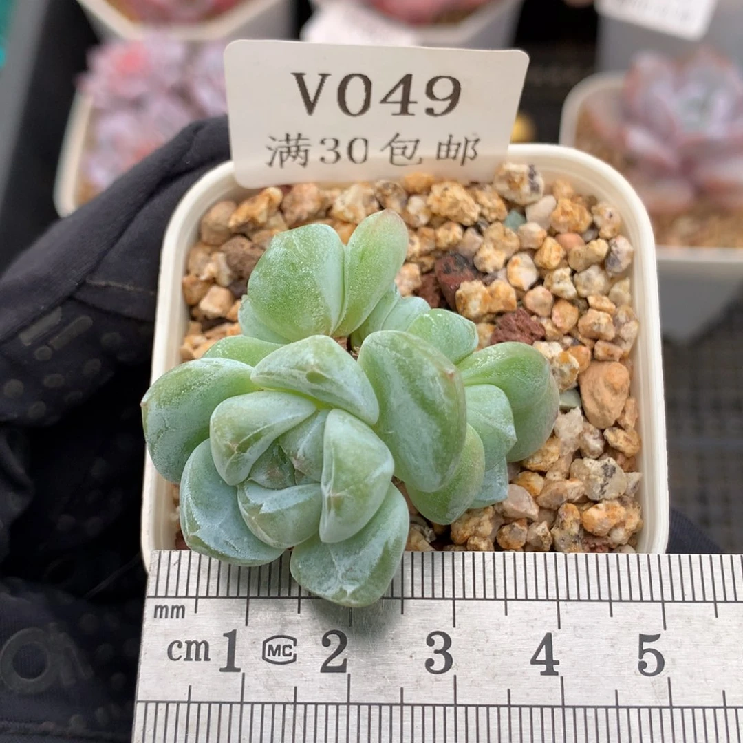 49。小脸翡翠冰玉四头带崽。