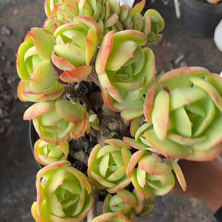 宇****碧桃缀9号30多肉植物精品