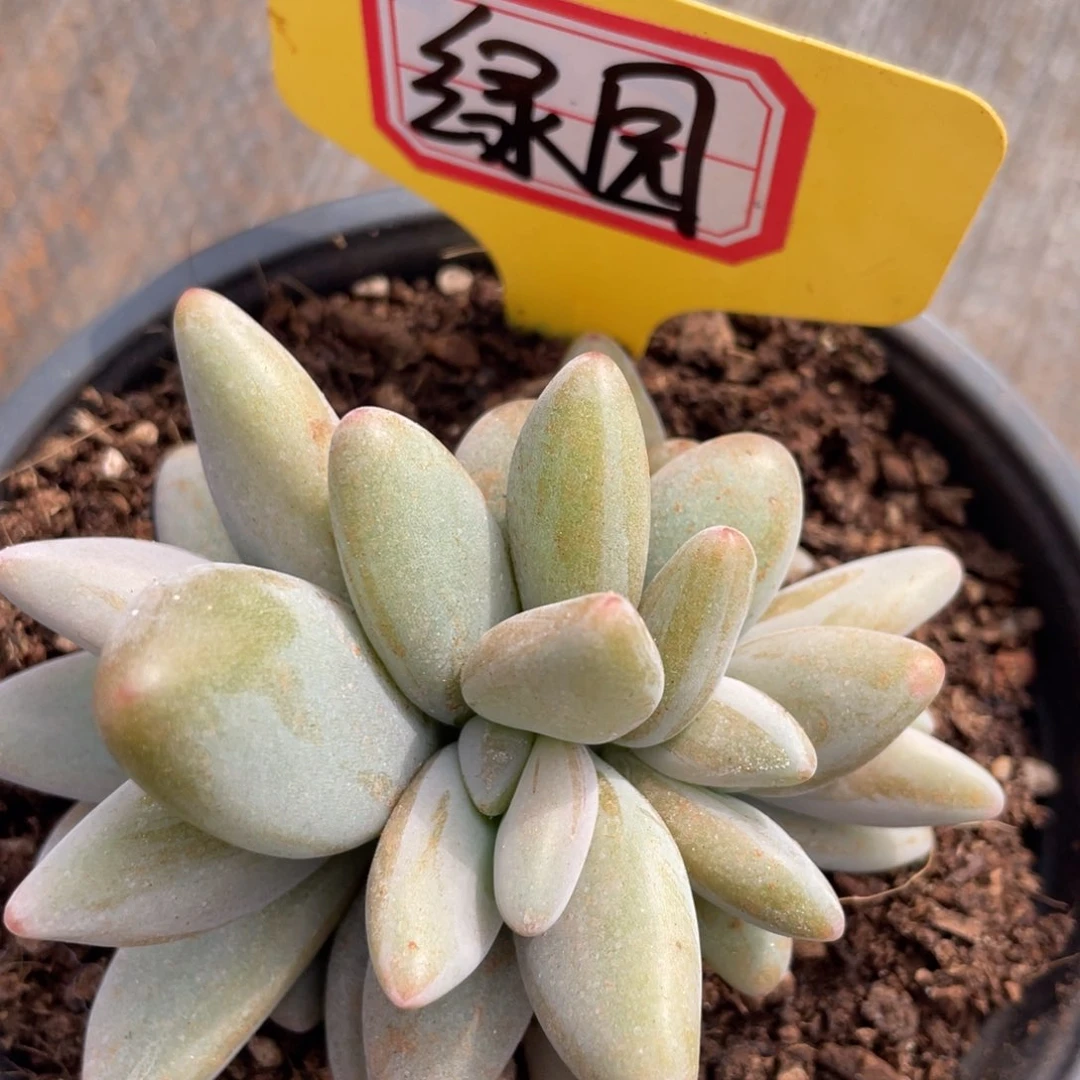 绿****?姐姐说她真的不是一般喜欢