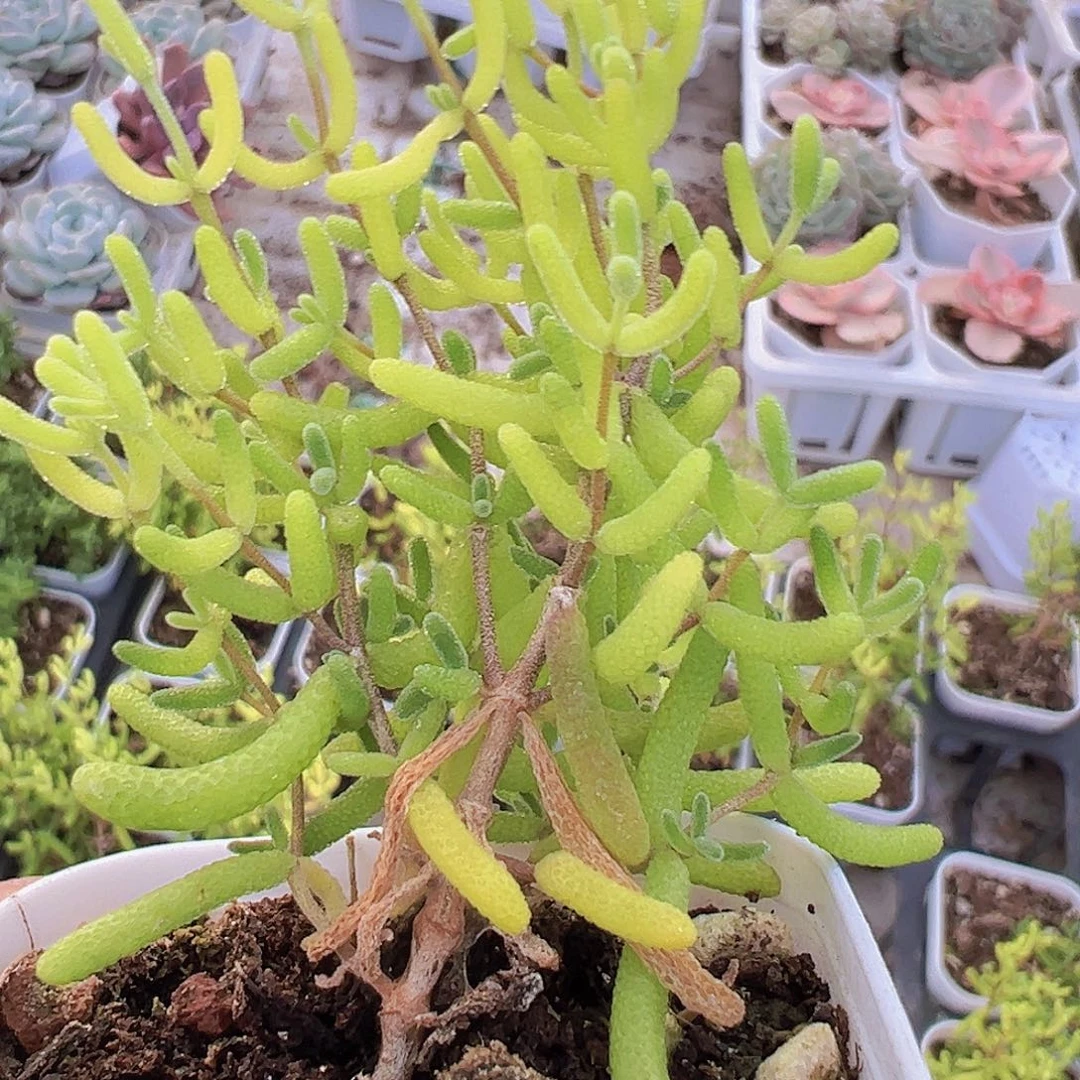 糖球锦19包邮多肉植物