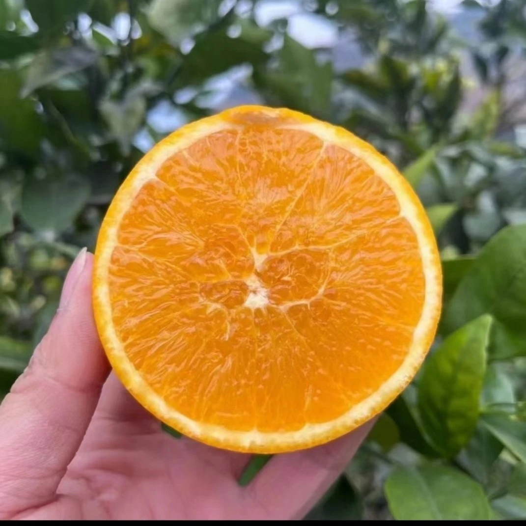 重庆云阳纽荷尔脐橙10斤彩箱发货新鲜