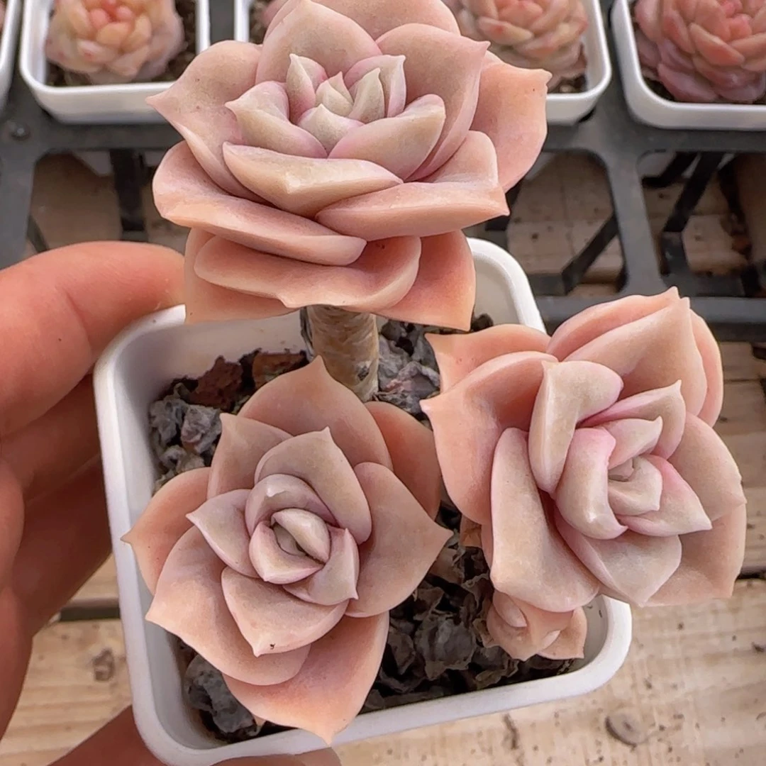 可爱玫瑰老装精控3头