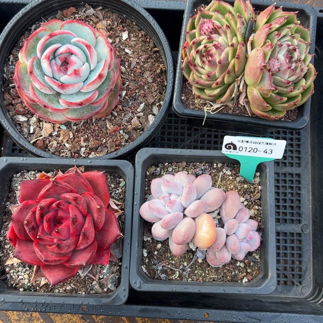 多肉一物一拍编号0120-43