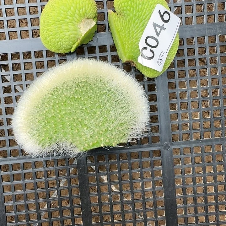 河**源青蛇缀头九尾狐缀化头046