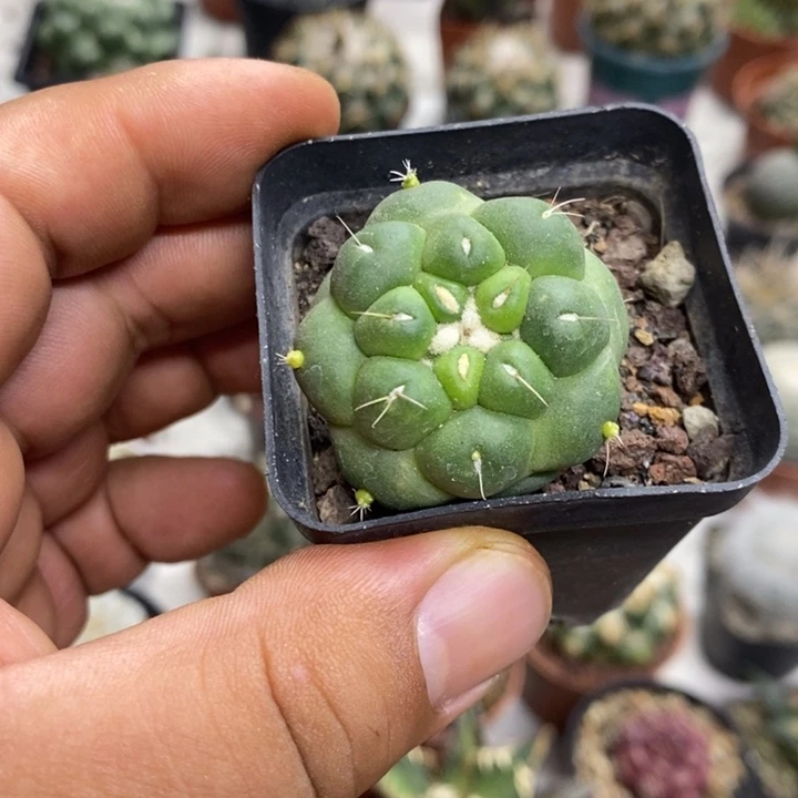 无刺象牙特价福利
