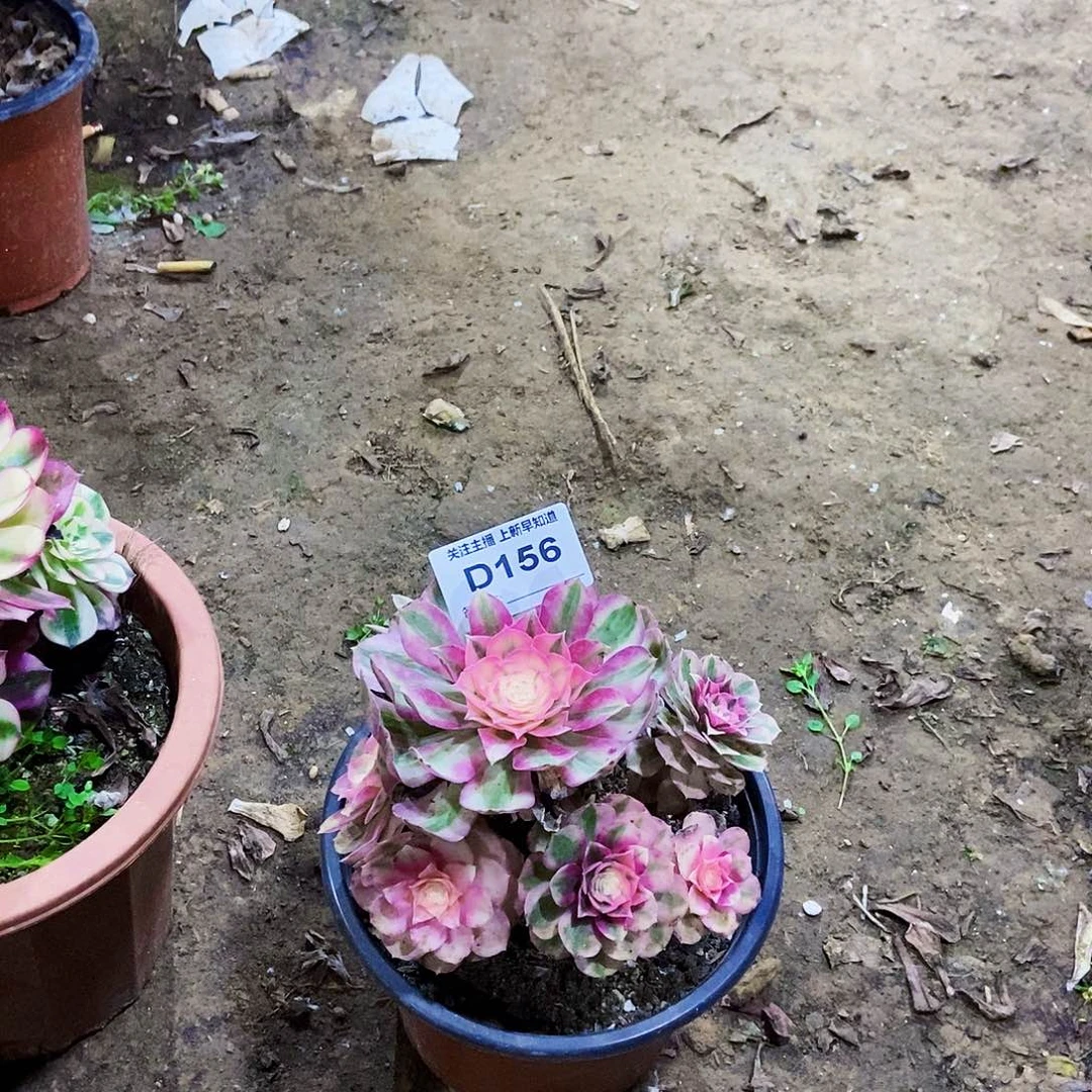 二**姨多肉15600000000000