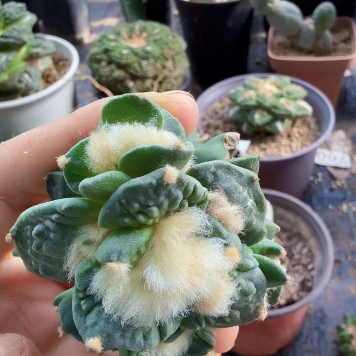 呆***仔575炸尤怒涛牡丹仙人球