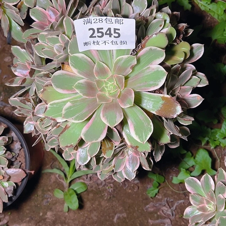 2545浣纱多肉植物保护
