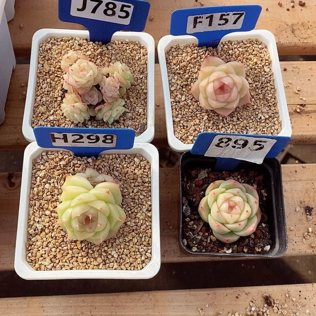 缄**?4颗麦秆5-6cm多肉植物