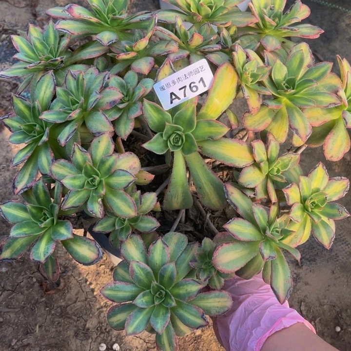 761 多肉法师不包断枝