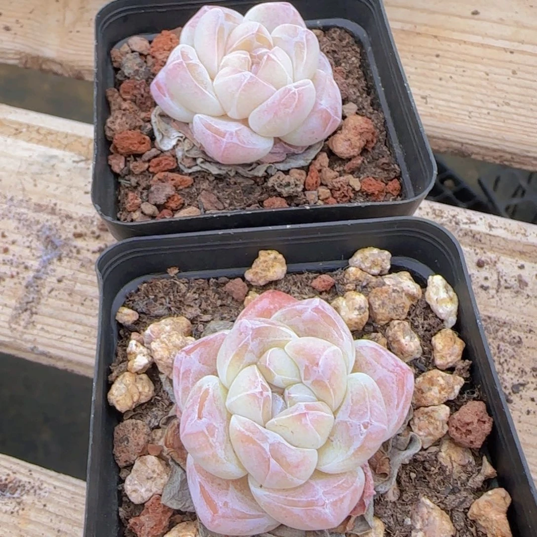 珍妮冰玉精控小脸全状态多肉植物