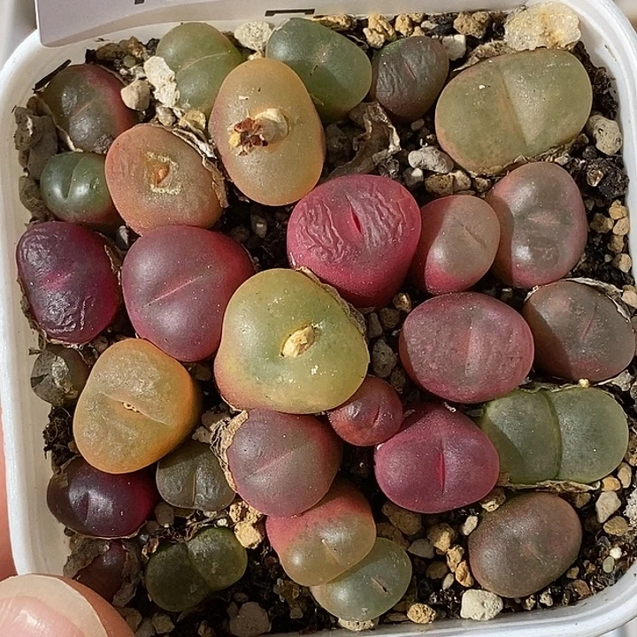 1223-62-切糕福利。