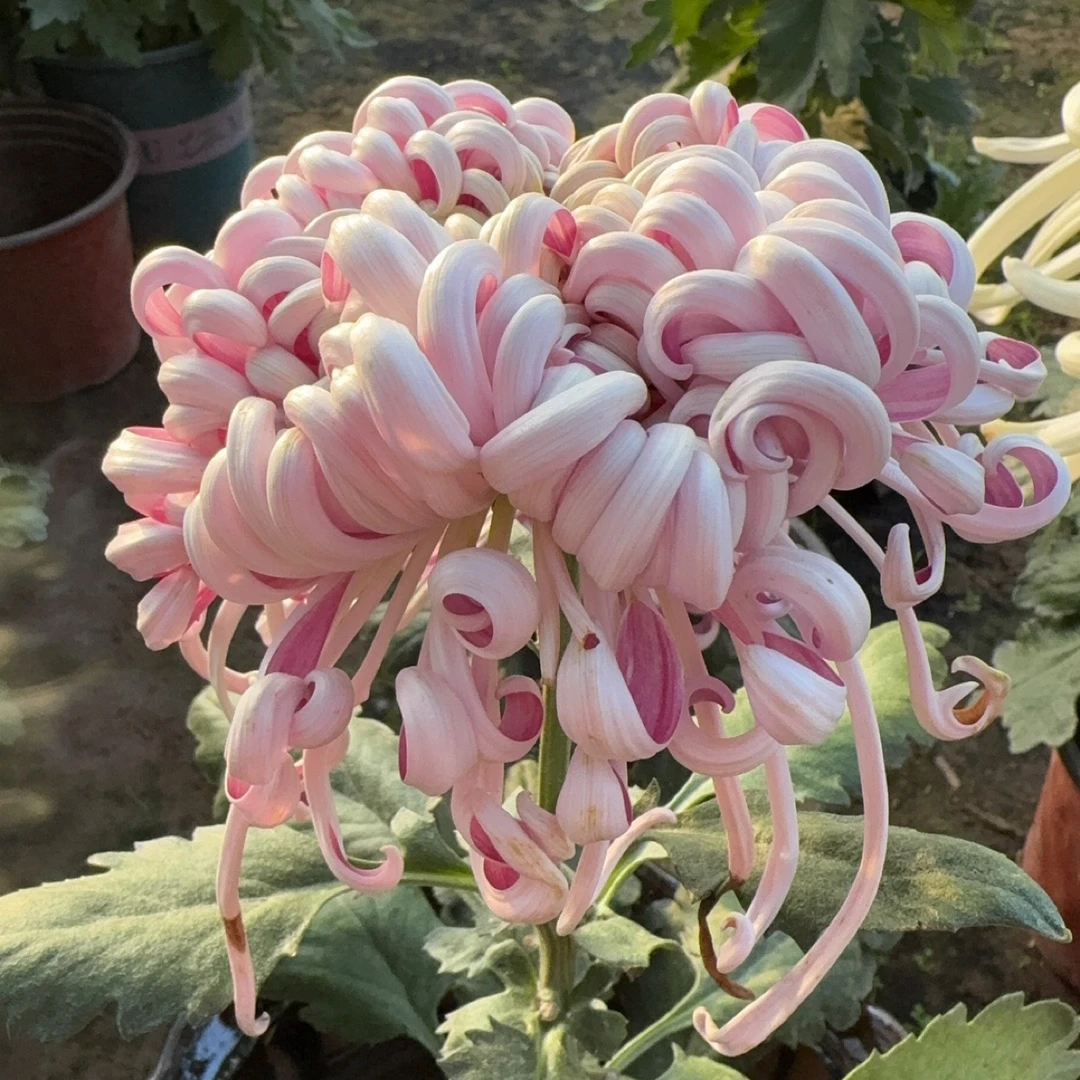 【紫龙卧雪】稀有大花型九月大菊花品种盆栽好养活 原盆原土包对版