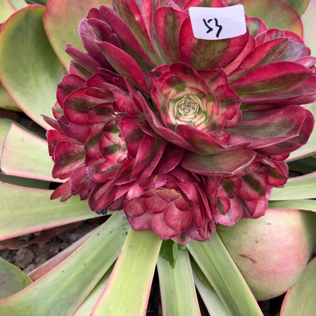 53鸿运无根多肉植物系