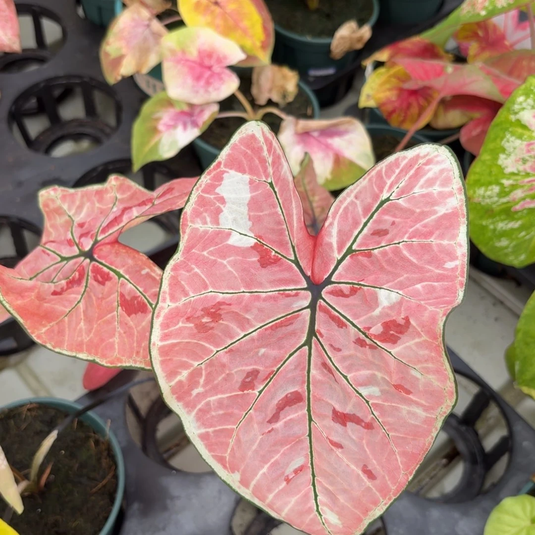 雅哈哈泰国彩叶芋70-1210