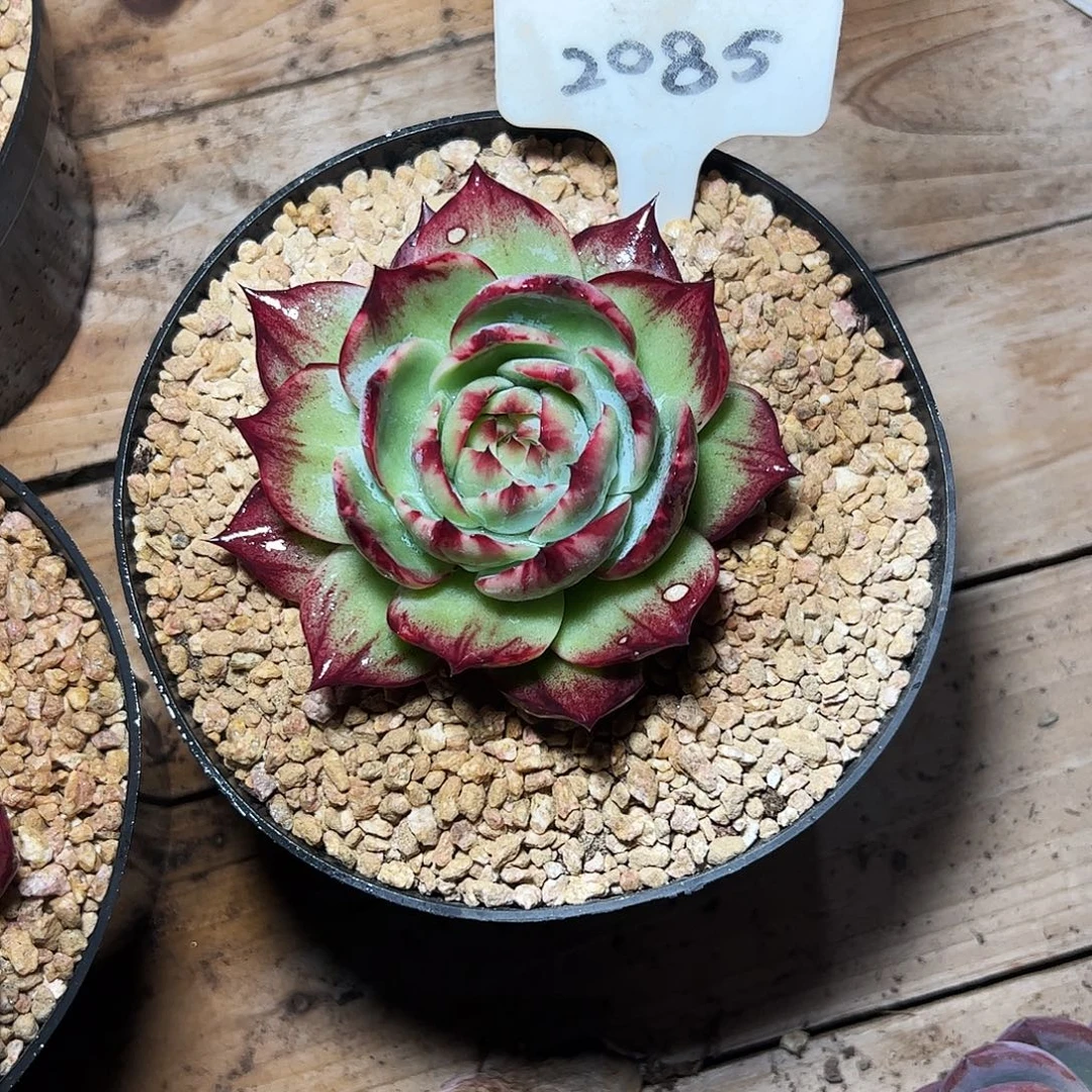 ****惊鸿仙子一物一拍2085号