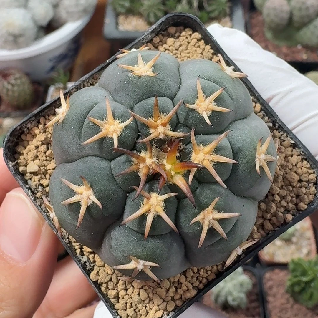 猫爪仙人球123453