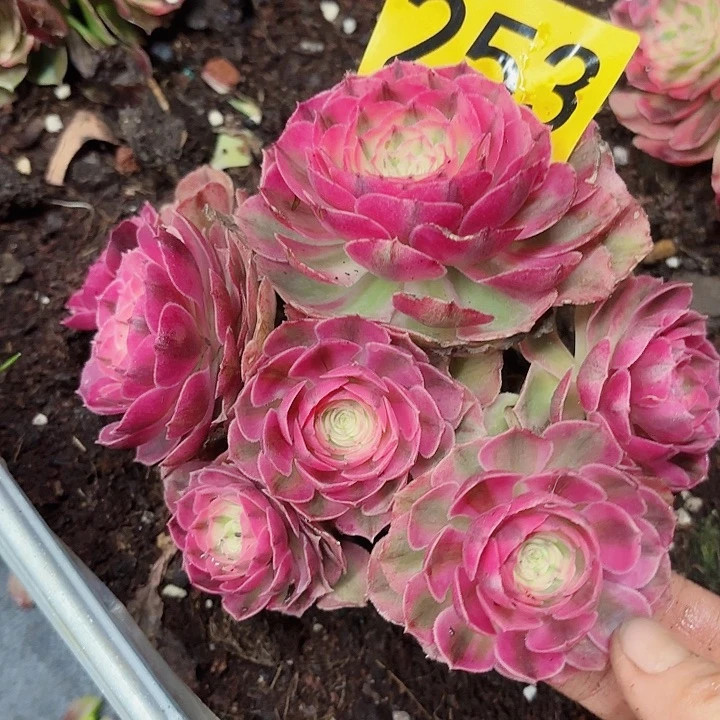 多肉植物福利253