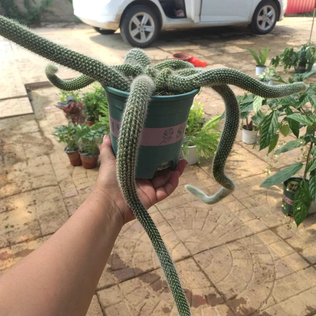 九尾狐多肉植物加仑盆长毛软毛夏季开花防辐射适合阳台室内盆栽