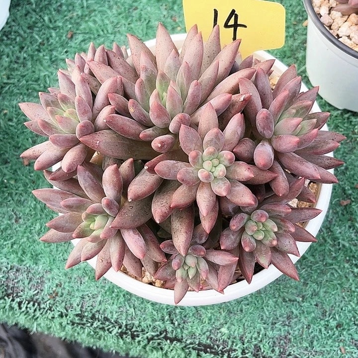 函****水晶球胖体14号码牌子的