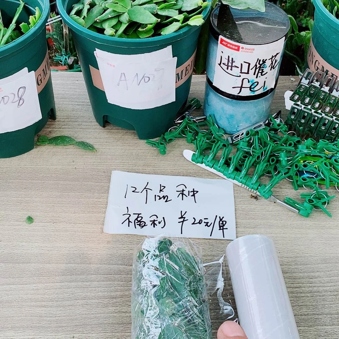 无花朵12个品种花色叶片福利
