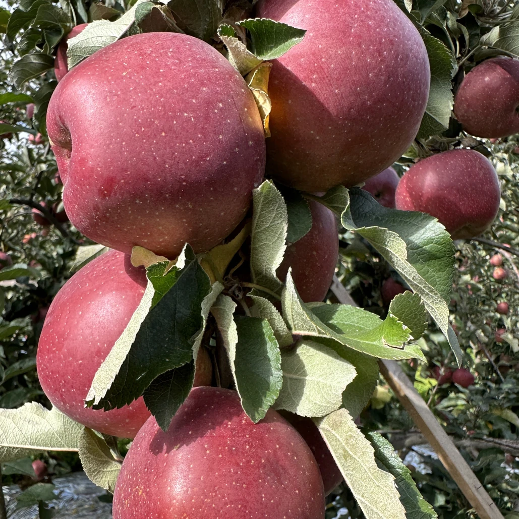 云南昭通正宗冰糖心丑苹果5斤10斤包邮