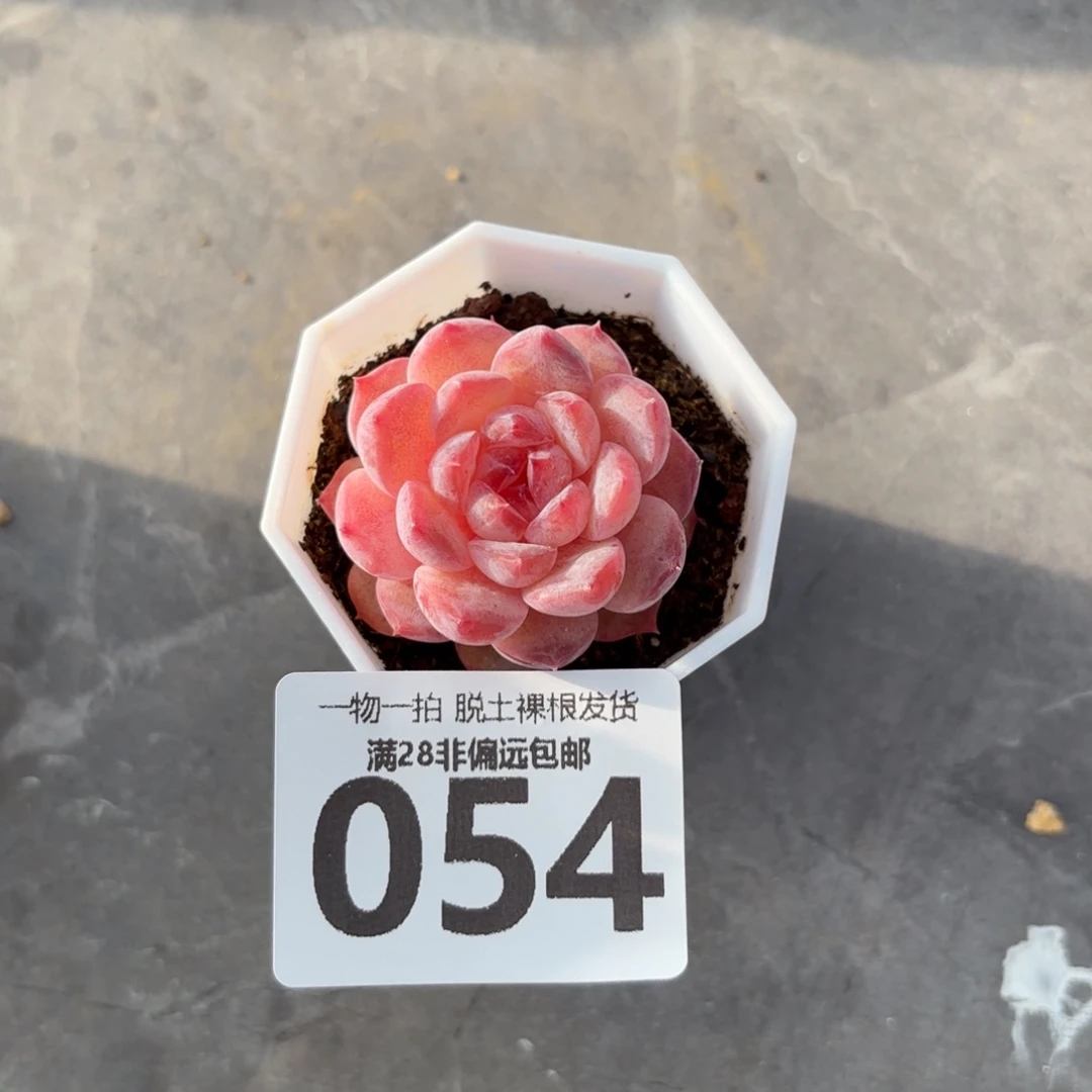 紫霜单头无盆土发货